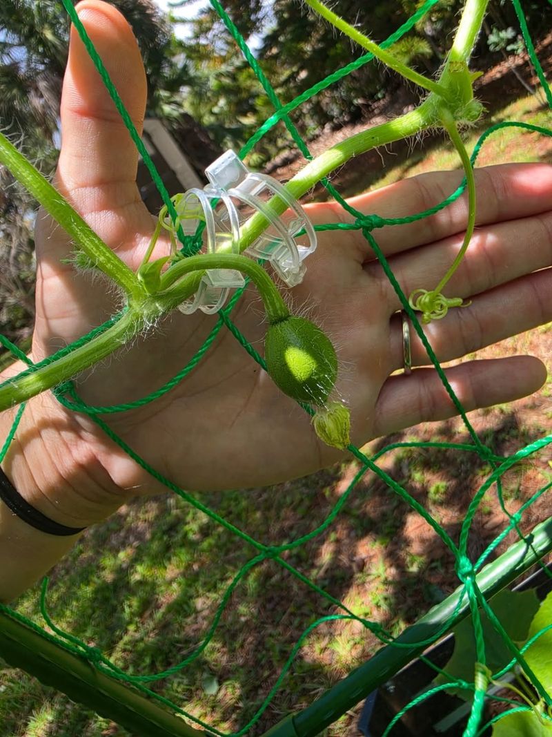 Train Vines Before They Tangle Train Vines Before They Tangle