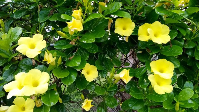 Train Wild Allamanda On A Freestanding Fence