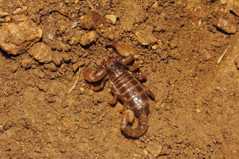Trans-Pecos Smooth Claw Scorpion Trans-Pecos Smooth Claw Scorpion