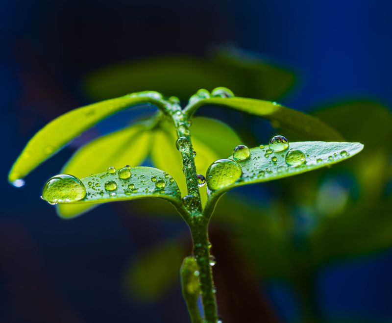 Transpiration Loss Outpaces The Plant's Ability To Absorb Water