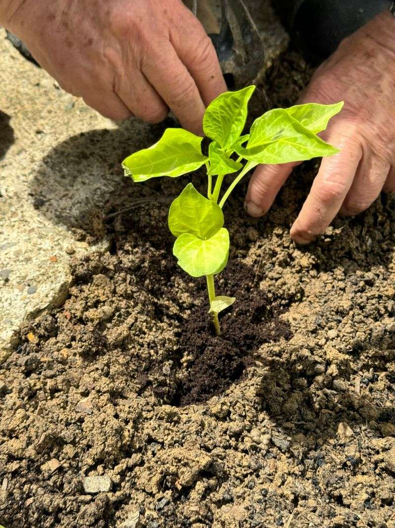 Transplant Shock Causes Early Flower Drop