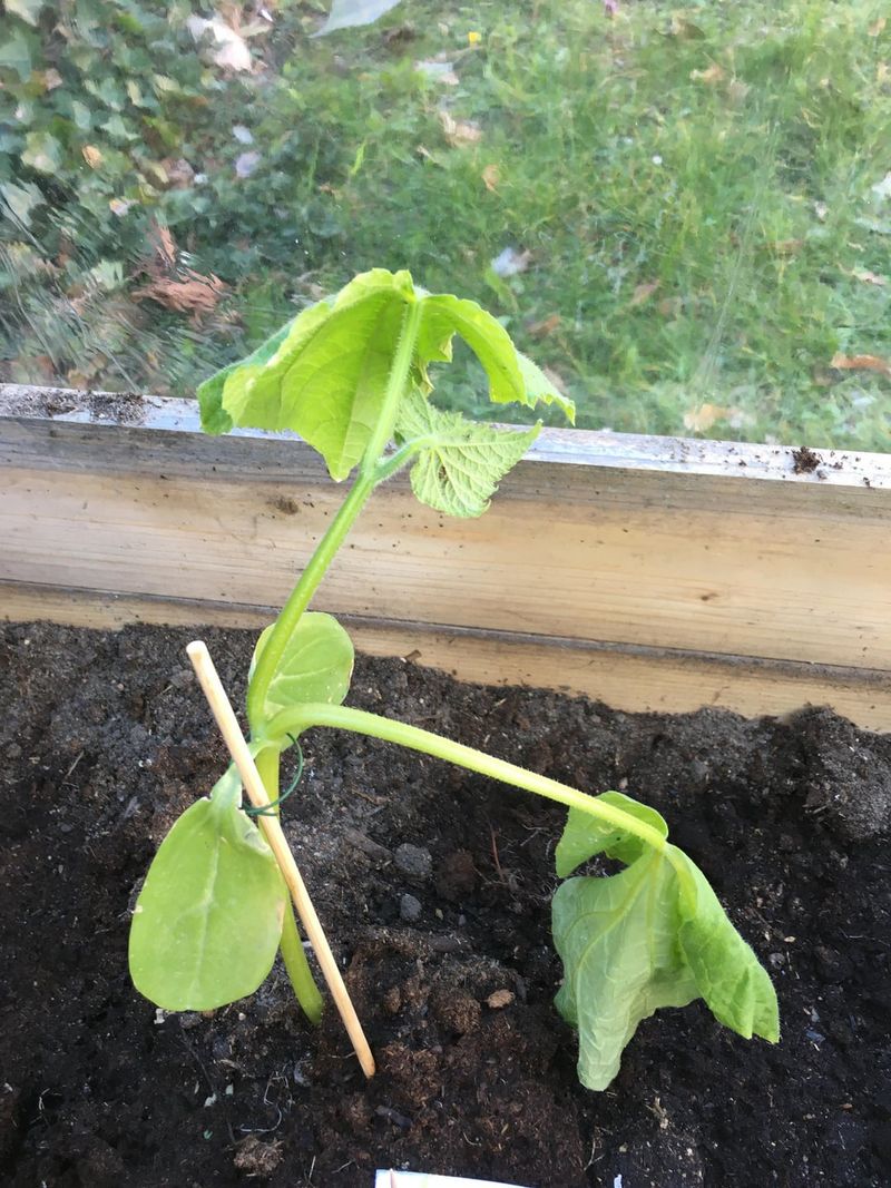 Transplant Shock Disrupts Cucumber Water Uptake