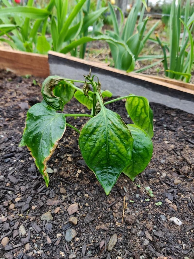 Transplant Shock Is Slowing Down Fruit Production