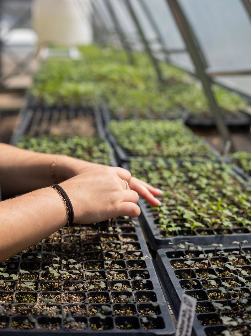Transplanting Young Plants At Heat's Onset Sets Them Back