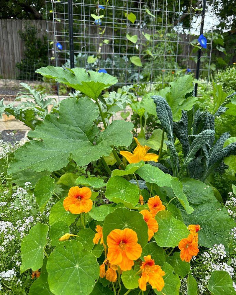 Trap Crops Can Pull Beetles Away From Cucumbers Trap Crops Can Pull Beetles Away From Cucumbers