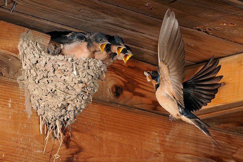 Treat Barn Swallows As Helpers, Not Mosquito Control