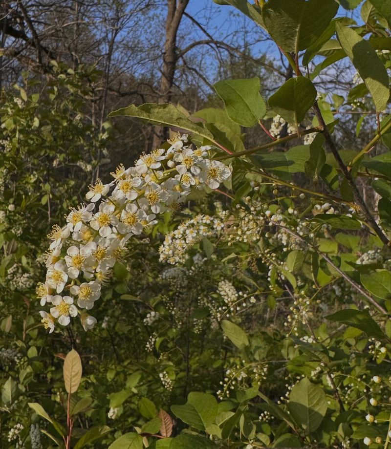 Treat Chokeberry As Habitat Help, Not Tick Repellent