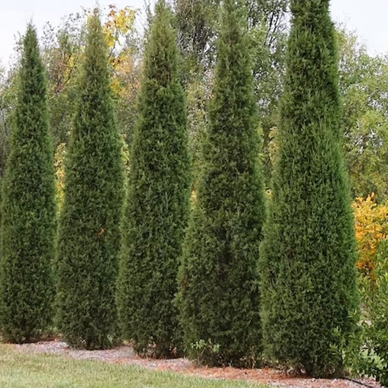 Treat It As A Deer-Resistant Screen, Not A Magic Wall