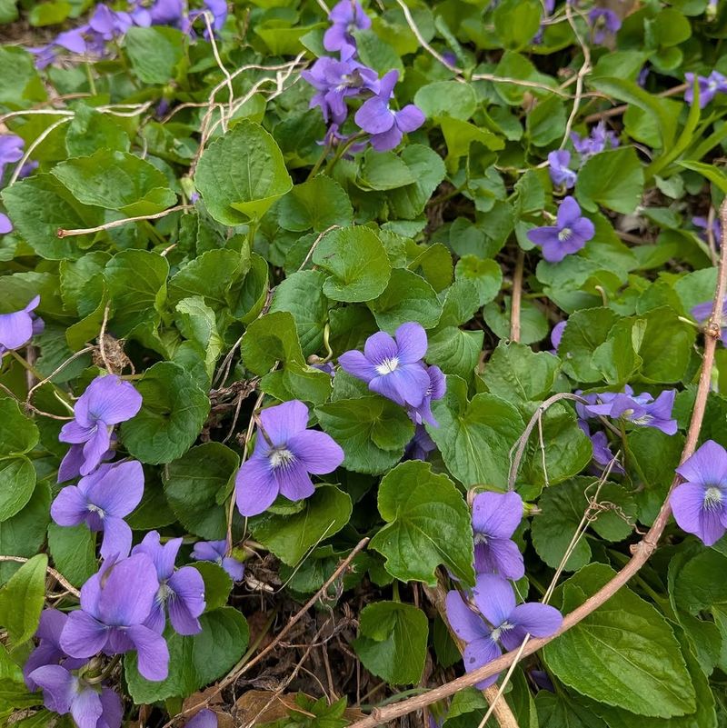 Treat It As A Native Groundcover, Not Just A Weed