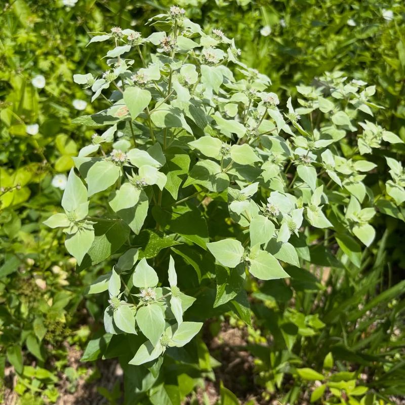 Treat It As Habitat Help, Not Tick Repellent