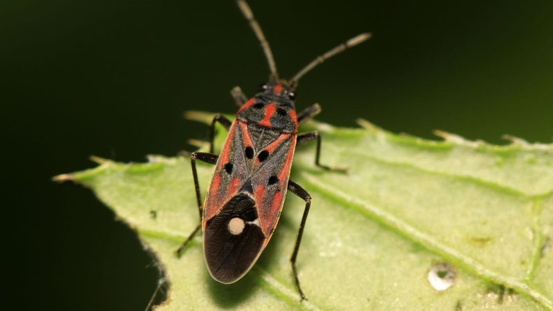 Treat Preventively For Grubs And Chinch Bugs