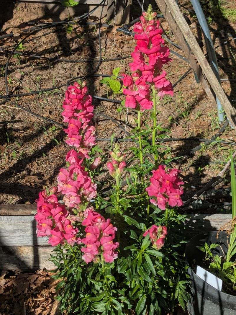 Treat Snapdragons Like A Cool Season Prize