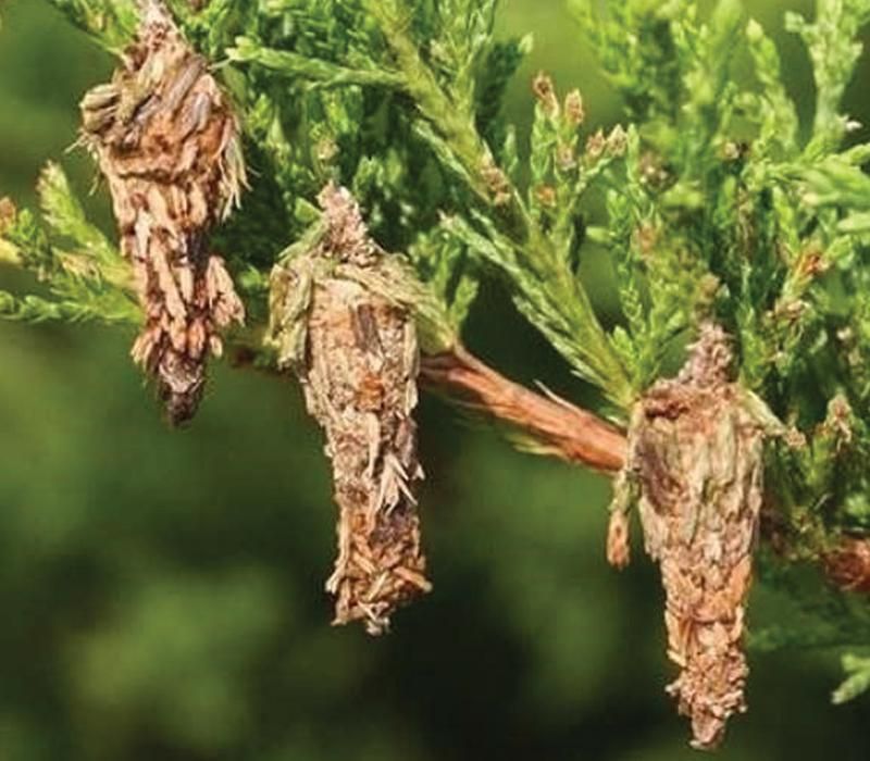 Treat Young Bagworms Early In The Season