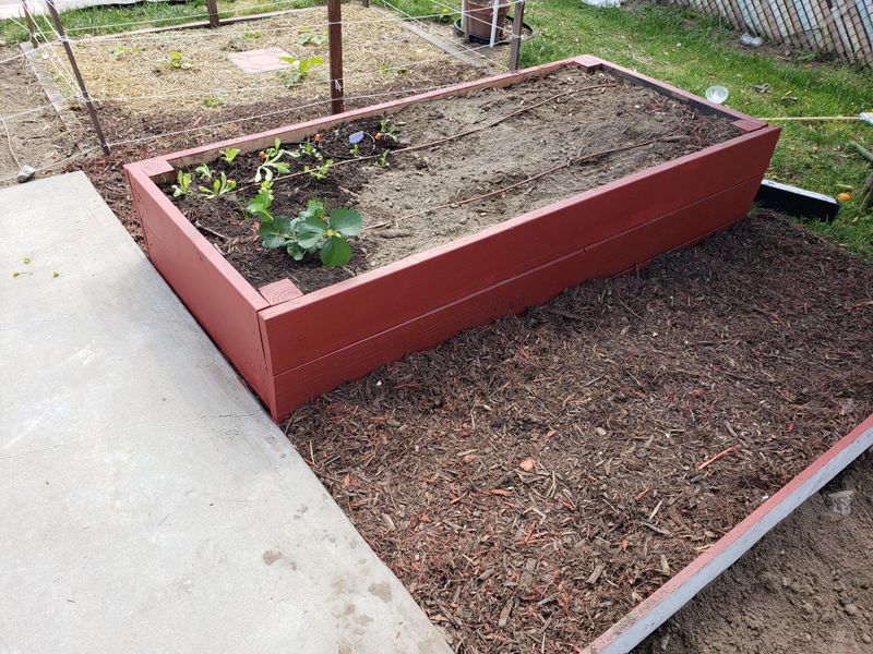 Treated Or Painted Wood For Raised Beds