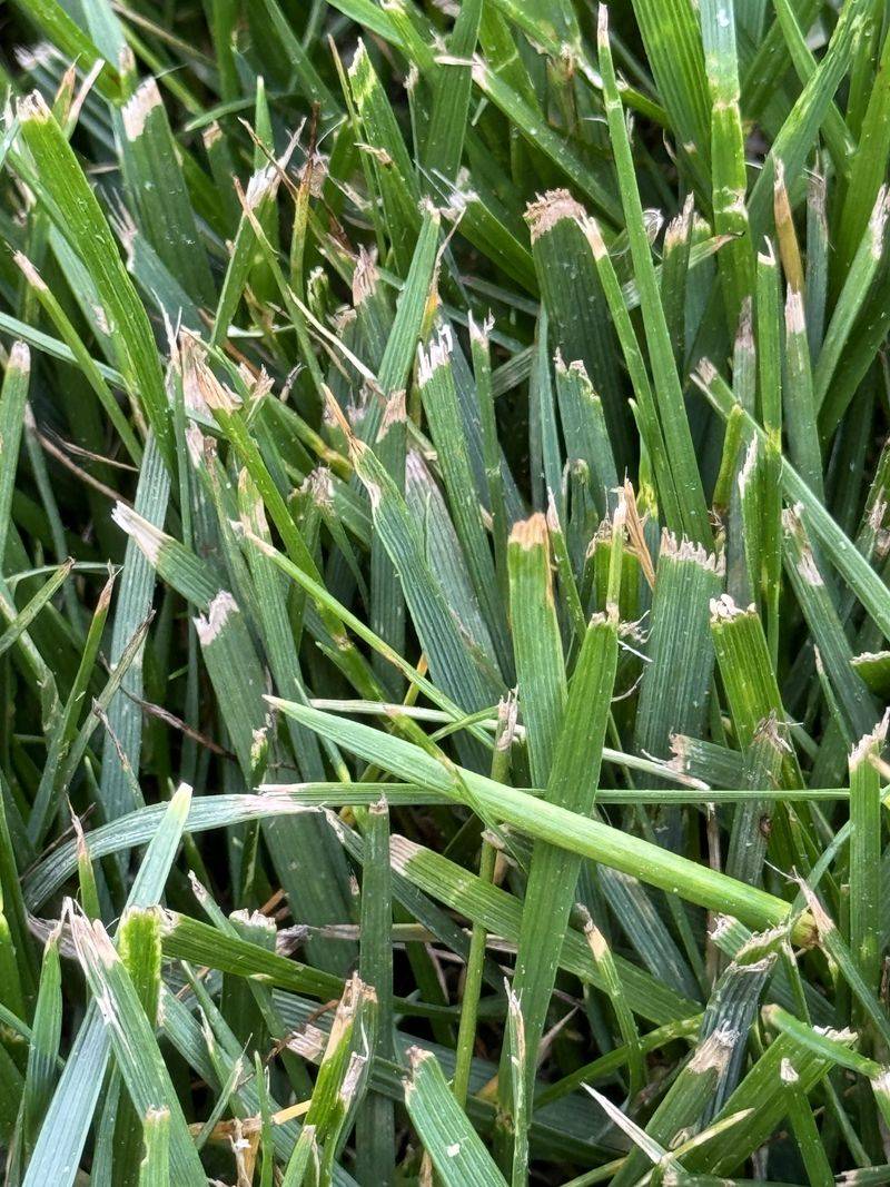 Treating Every Grass Type The Same Treating Every Grass Type The Same