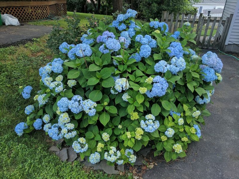 Treating Every Hydrangea The Same