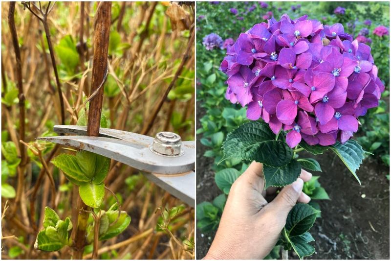 Treating Every Hydrangea Type The Same Leads To Bad Timing