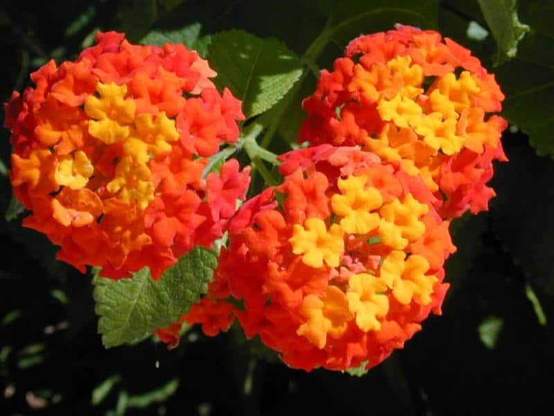 Treating Every Lantana Variety The Same Treating Every Lantana Variety The Same