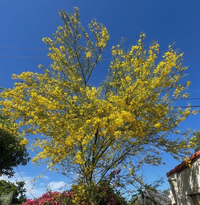 Treating Palo Verde Like A Traditional Shade Tree
