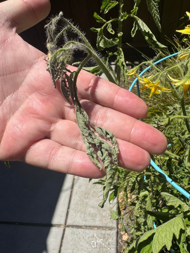 Treating Wilting As A Watering Problem Treating Wilting As A Watering Problem