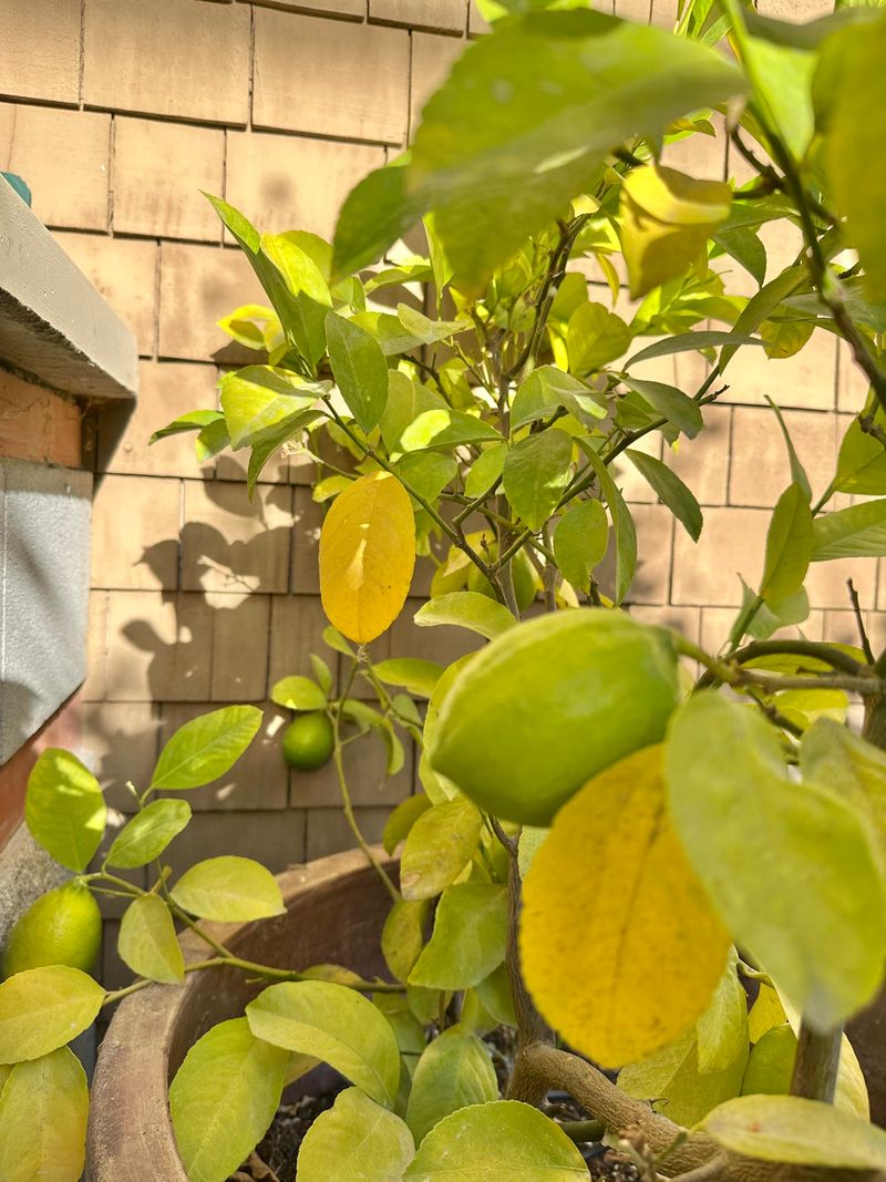Treating Yellow Leaves With Random Fertilizer Treating Yellow Leaves With Random Fertilizer