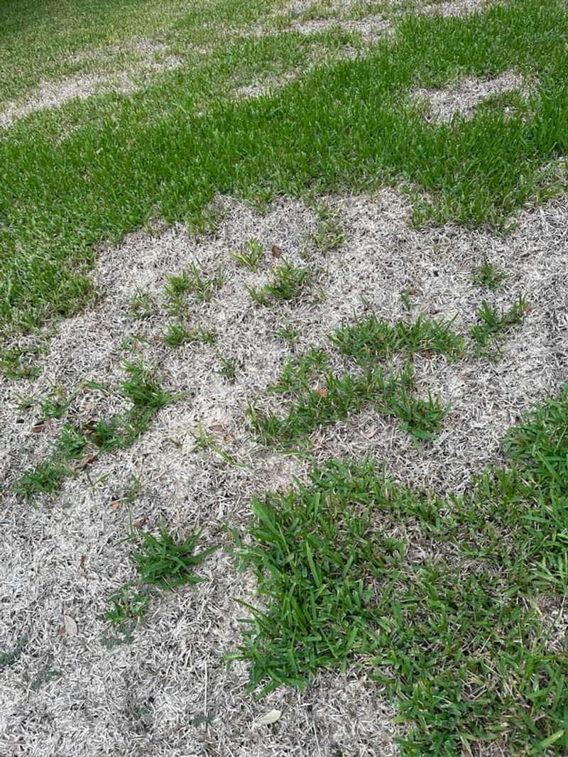 Treatment Options For Virginia Lawns With Fungal Damage