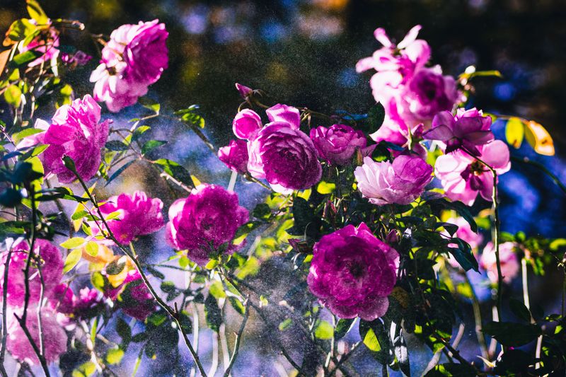Treatments That Actually Work On Powdery Mildew