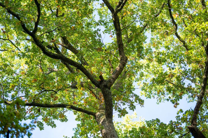 Tree Canopy For Perching Shows Your Yard Feels Safe