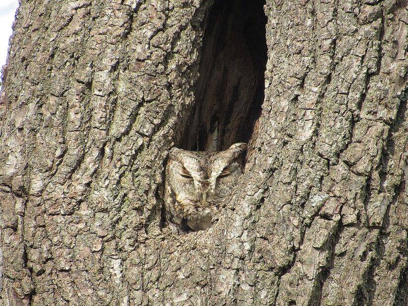 Tree Cavities Give Small Owls Nesting Options Tree Cavities Give Small Owls Nesting Options