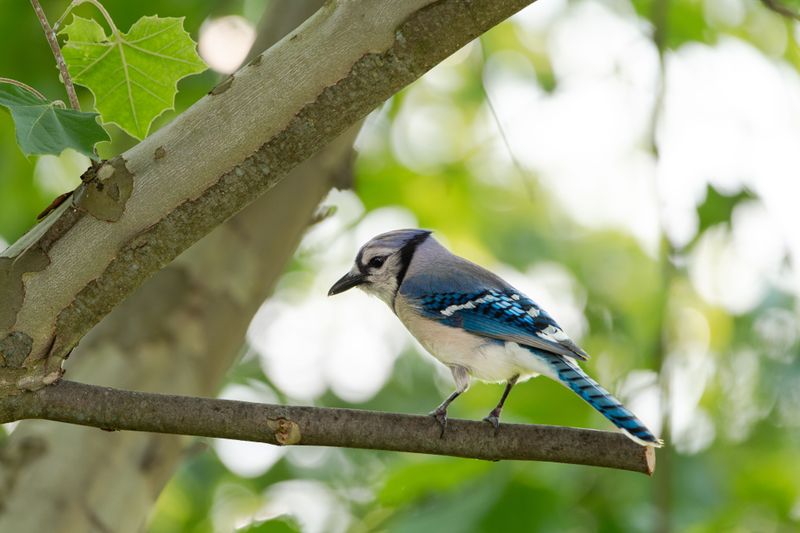 Tree Features That Attract Repeat Blue Jay Visits