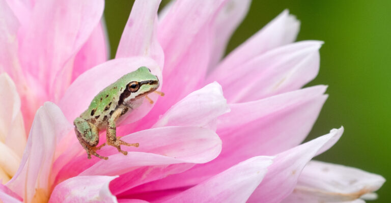 Tree Frogs Are Showing Up In California Gardens And Gardeners Are Thrilled