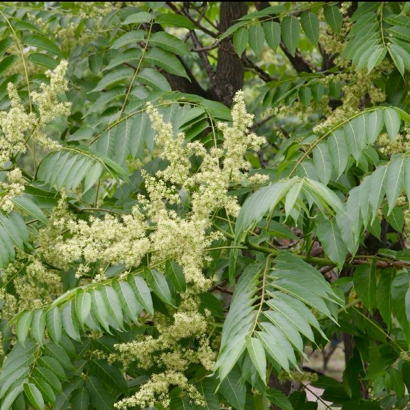 Tree Of Heaven Tree Of Heaven