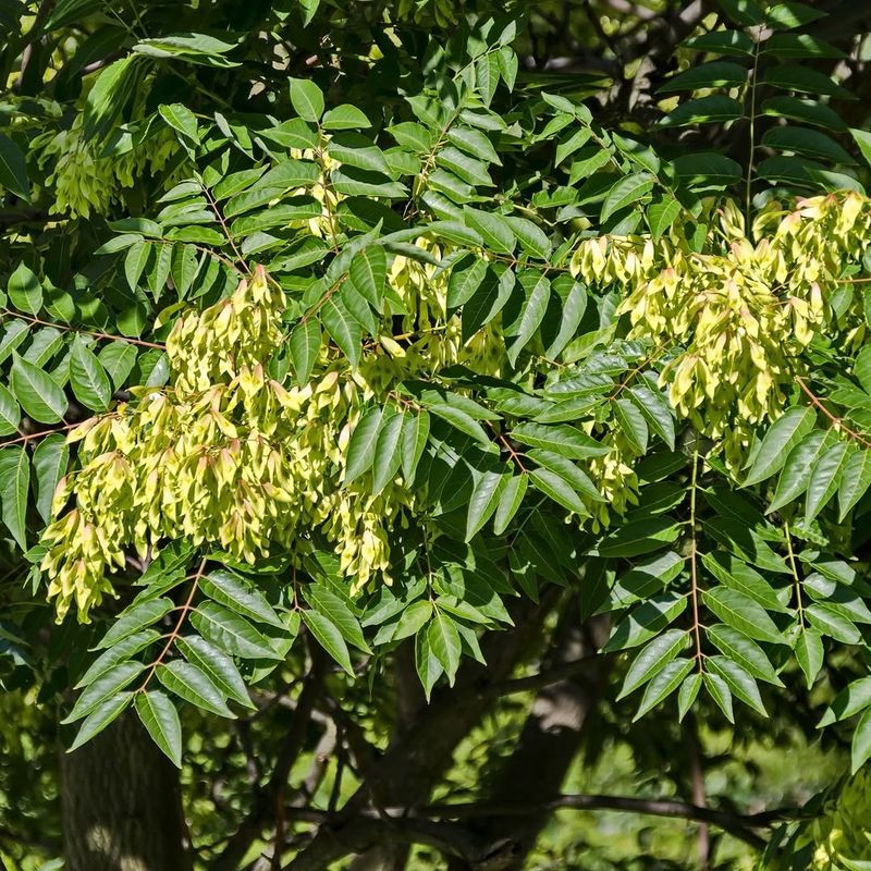 Tree-Of-Heaven Is The Invasive Tree To Watch First Tree-Of-Heaven Is The Invasive Tree To Watch First