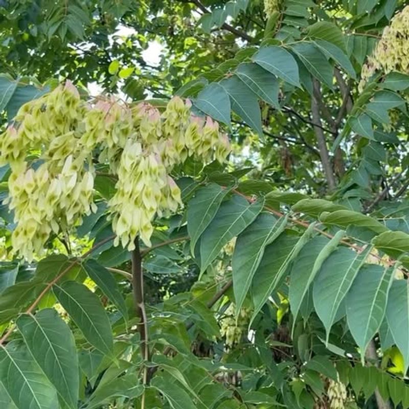 Tree Of Heaven Produces Fast-Growing Colonies