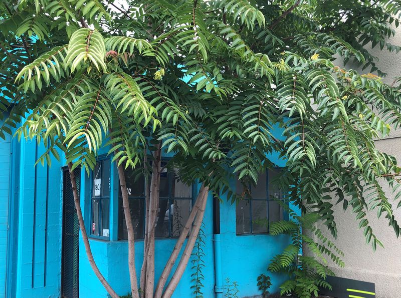 Tree-Of-Heaven Sends Shoots Far From The Trunk