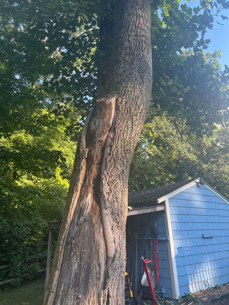 Tree Size Can Trigger A Permit Tree Size Can Trigger A Permit
