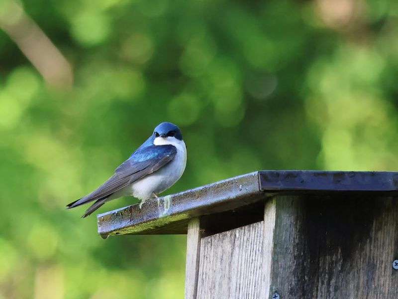 Tree Swallows Tree Swallows