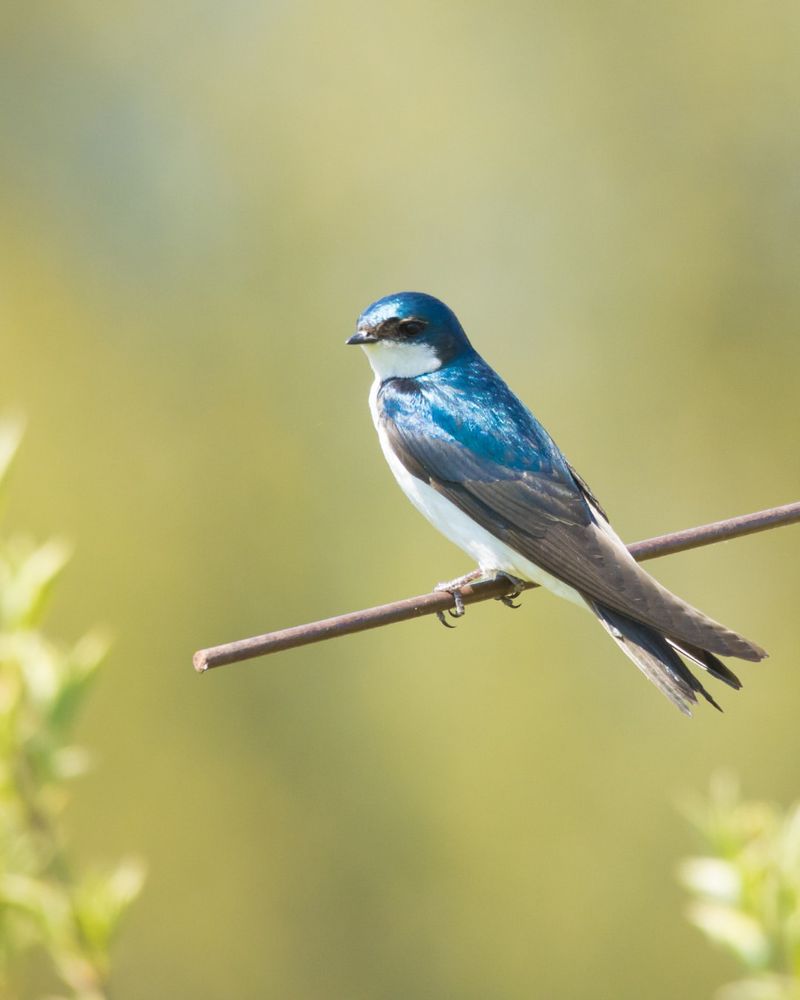 Tree Swallows