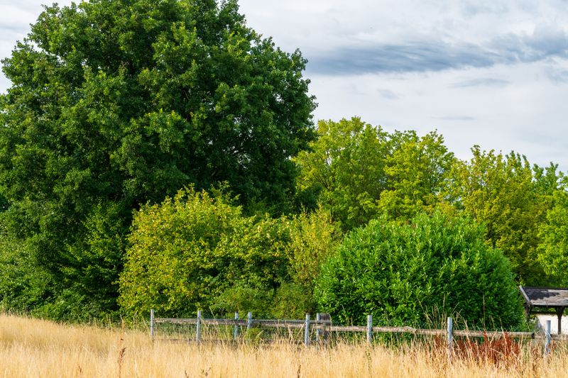 Trees In Conservation Easements Trees In Conservation Easements