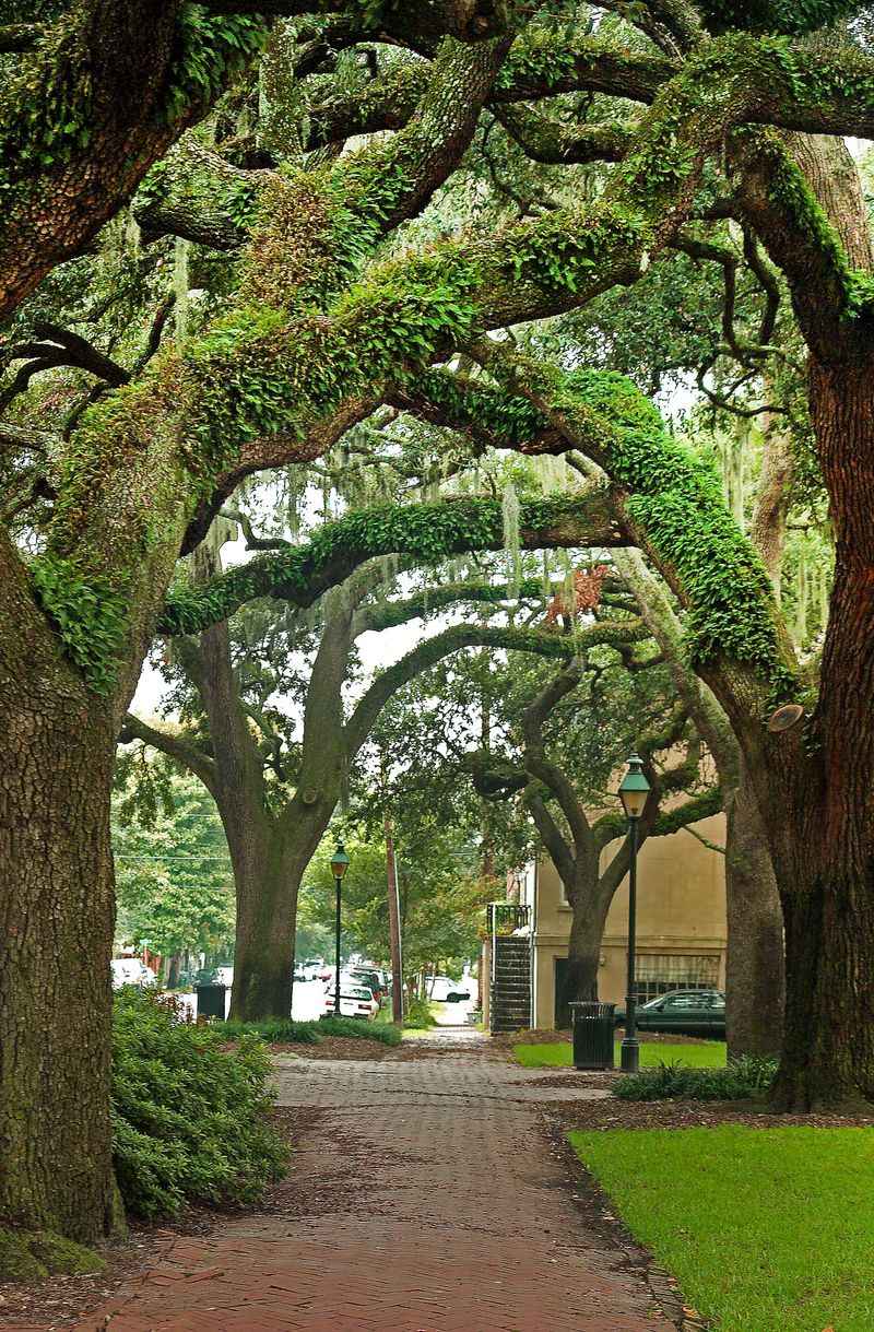 Trees In Historic Districts Trees In Historic Districts