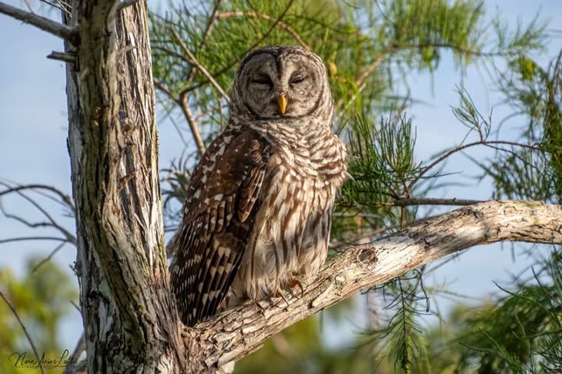 Trees May Be Providing A Good Night Perch Trees May Be Providing A Good Night Perch