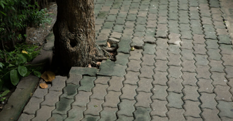 Trees North Carolina Homeowners Should Never Plant Near A Sidewalk