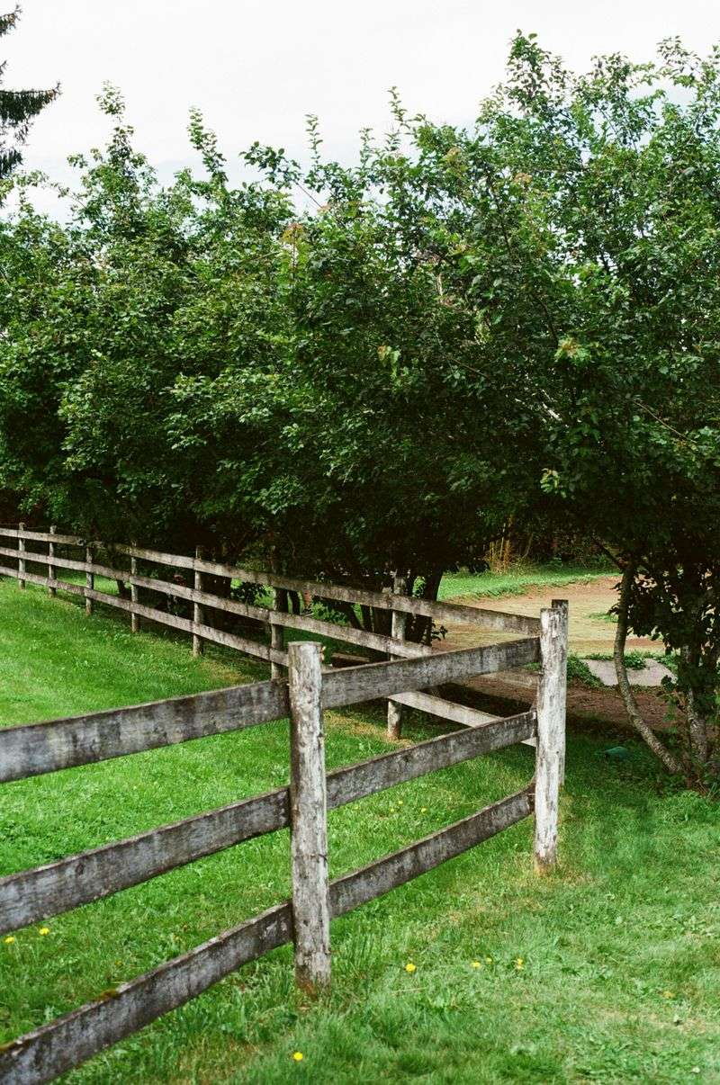 Trees Vs. Traditional Fencing