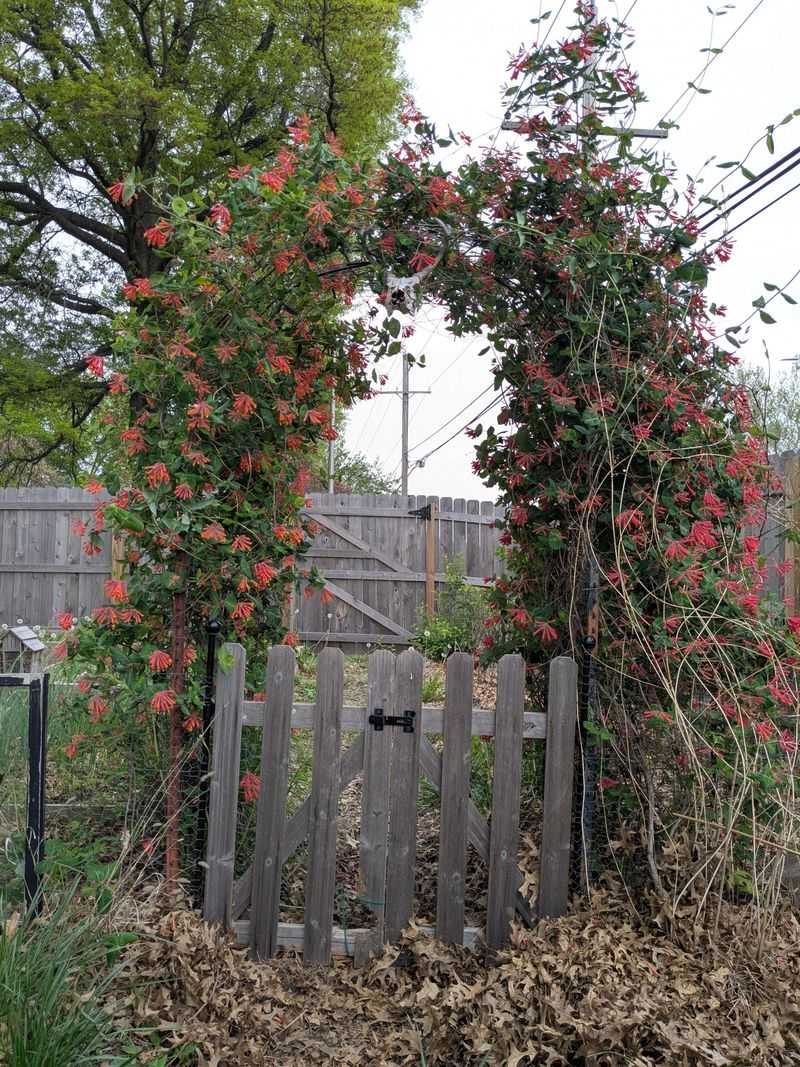 Trellises Keep Growth Easy To Manage