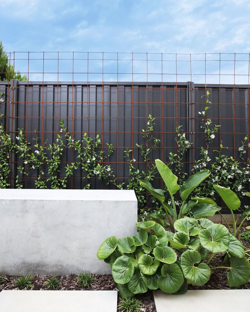 Trellises With Jasmine Create Green Privacy Screens