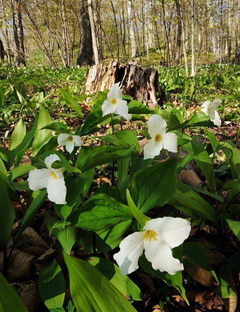 Trilliums 