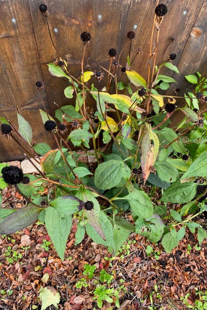 Trim Away Diseased Or Damaged Foliage Trim Away Diseased Or Damaged Foliage