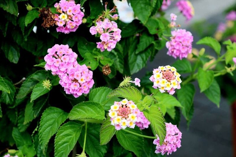 Trim Back Spring Growth Before Summer Heat Arrives Trim Back Spring Growth Before Summer Heat Arrives
