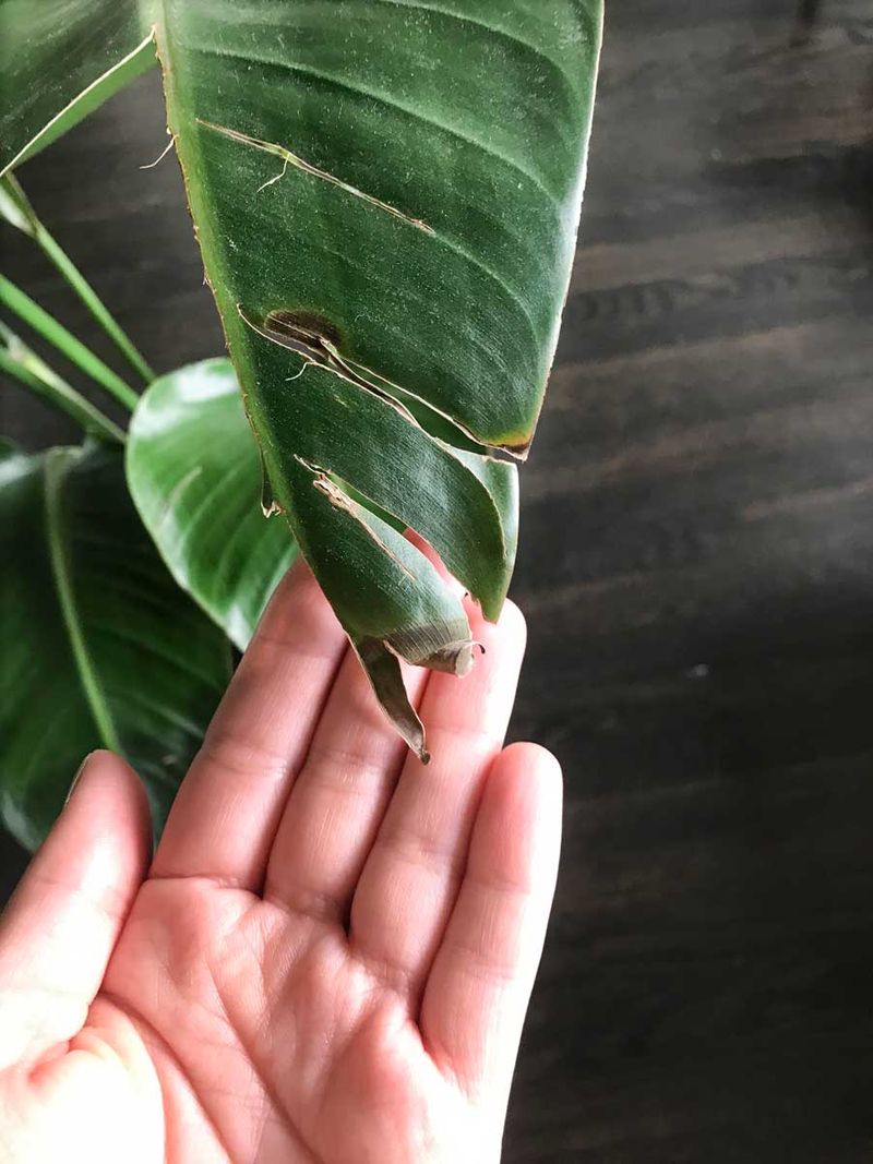 Trim Crispy Leaves Without Stripping The Plant