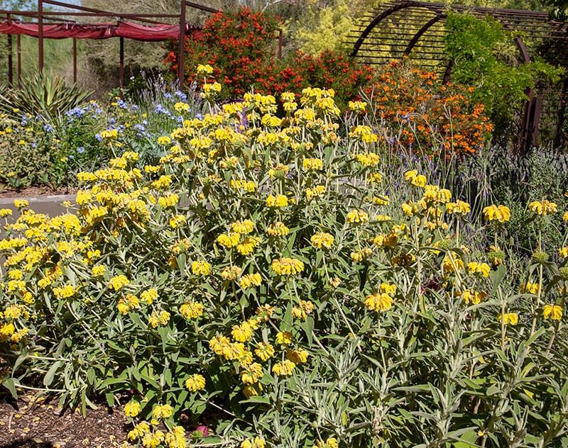 Trim Dense Plants Where Mosquitoes Rest During The Day